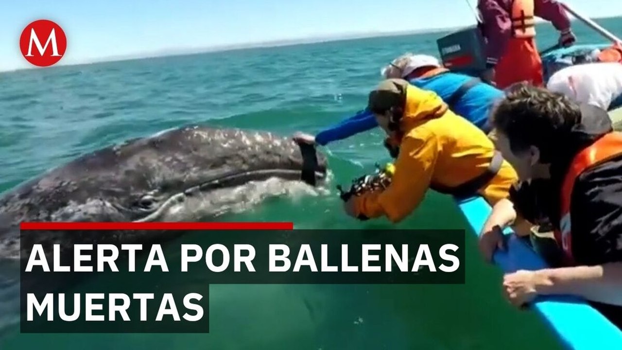 La Bahía de San Francisco se convierte en una trampa mortal para las ballena