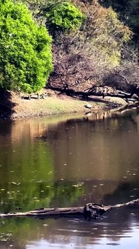 Wild Bengal Tiger Hunts and Catches Giant Turtle by the River in Jungle Safari