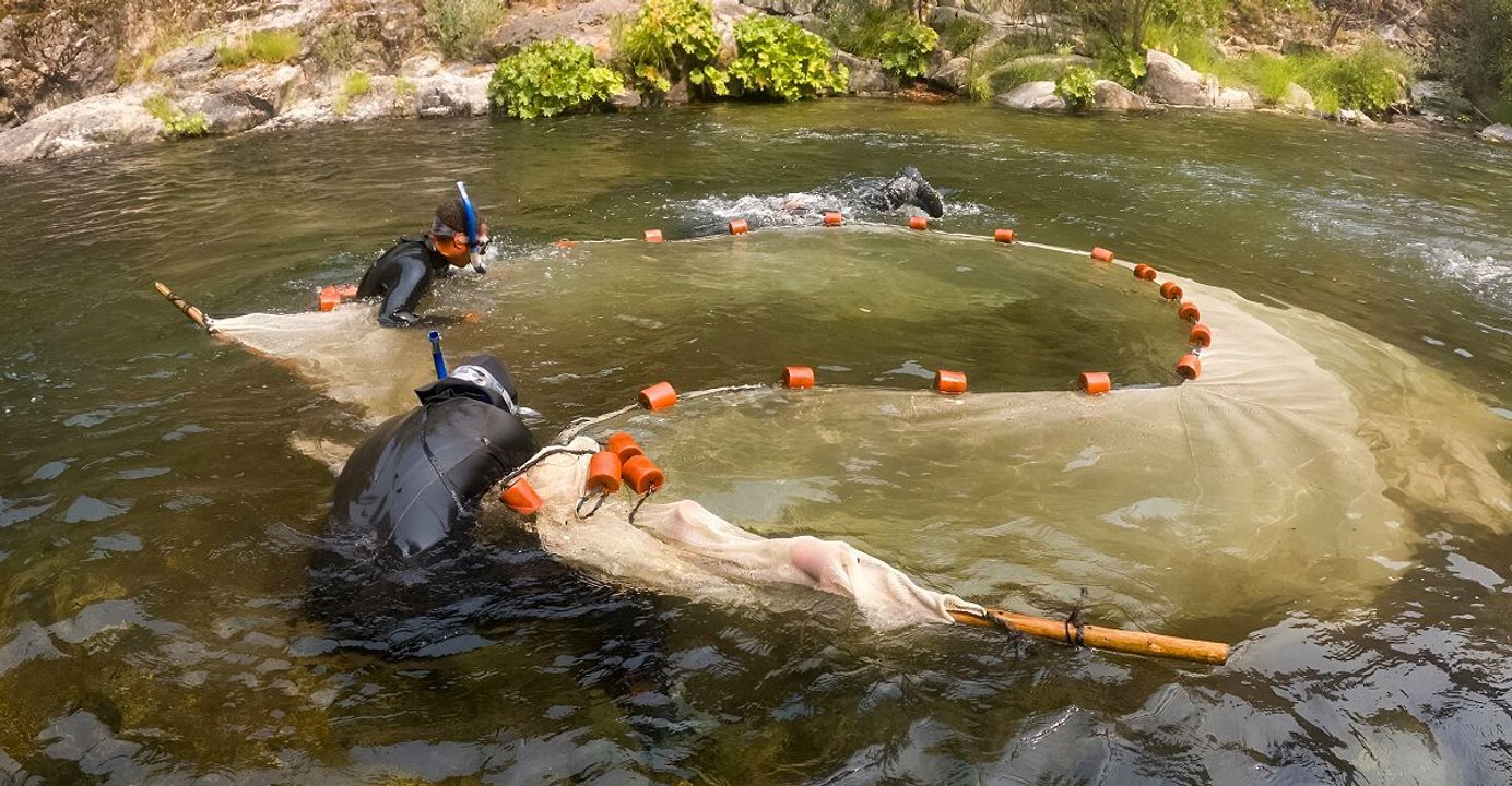 A closer look at a rare fish making a comeback near a major US dam