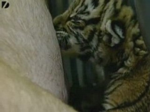 Pig Adopts Tigers