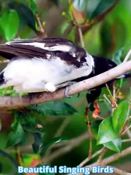 Beautiful Singing Birds