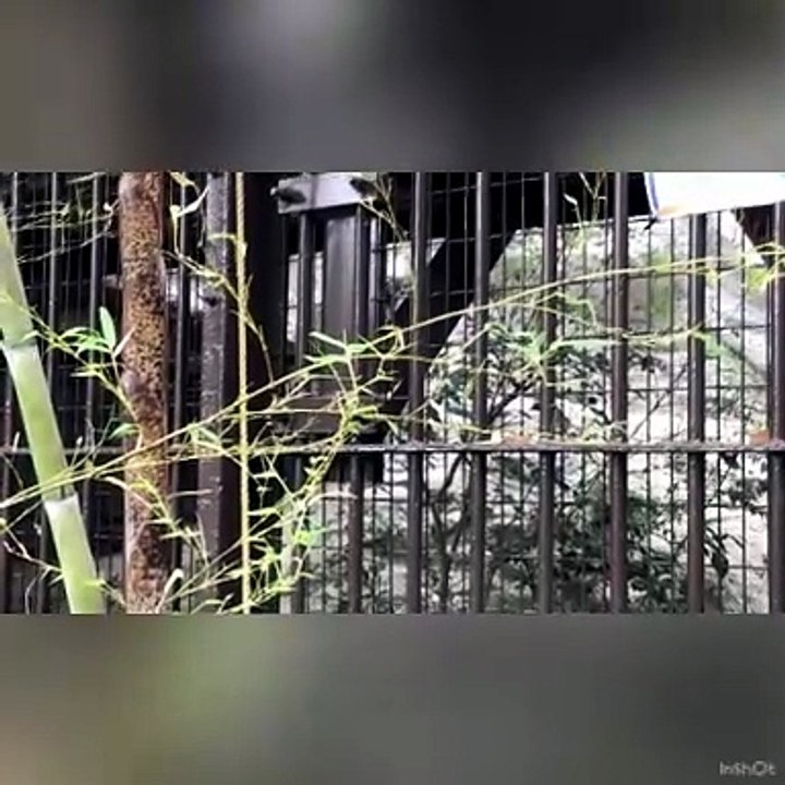 Figa the manul walks around and looks at the visitors