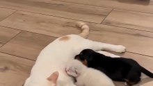 CAT FUNNY MOVENT 😄😄