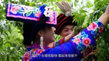 大型人文纪录片《喜事》第四集： 羌族——云朵上的婚礼