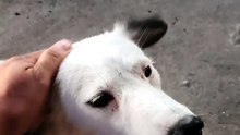 Whitey dog