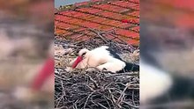 Yaren Leylek ve Nazlı’dan müjdeli haber: 5 yavru birden dünyaya geldi!