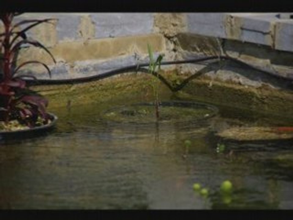 Jeux de grenouilles