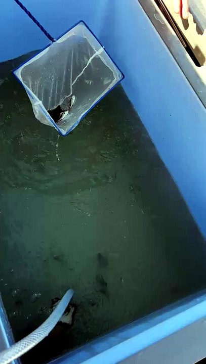 Mulloway stocking_Georges River_31Mar2026