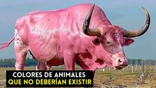 10 animales con colores tan raros que no deberían existir en la naturaleza
