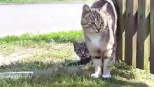A shy little request for cuddles… and a full bowl 🐾 #cats #catlovers #funnycats