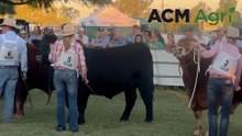 Super Bull contest at the Taroom Show