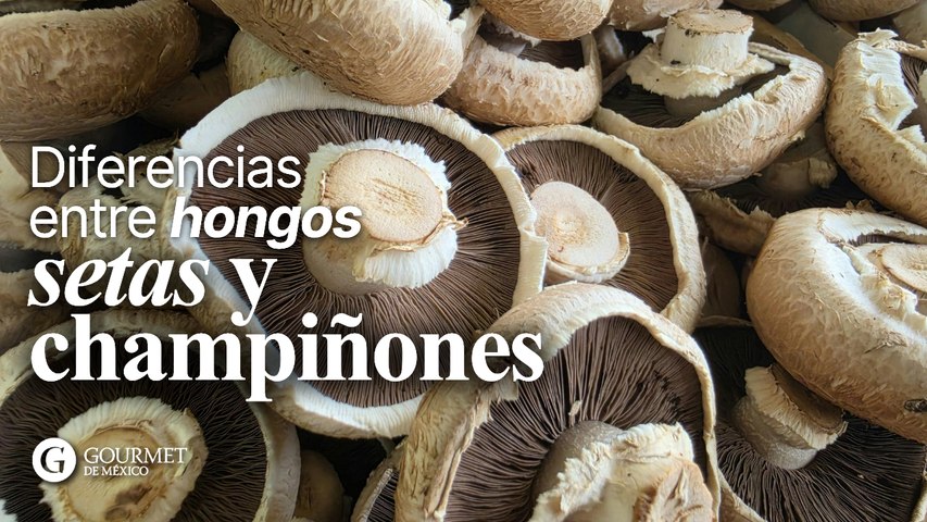 Diferencias entre setas, champiñones y hongos
