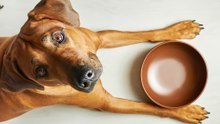 Inside the daily routines of truly responsible dog owners