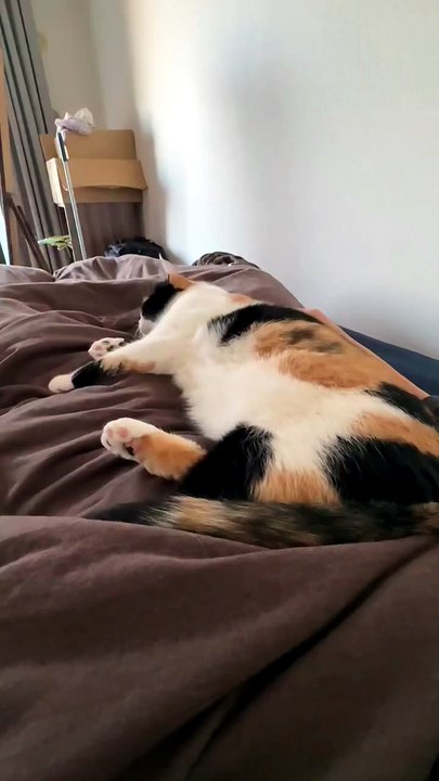 Oops! This Kitten Slipped Off the Bed 😂🐱