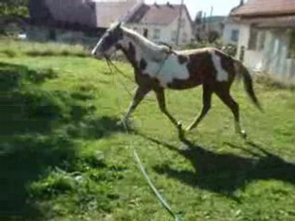 travail en longe avec enrenement