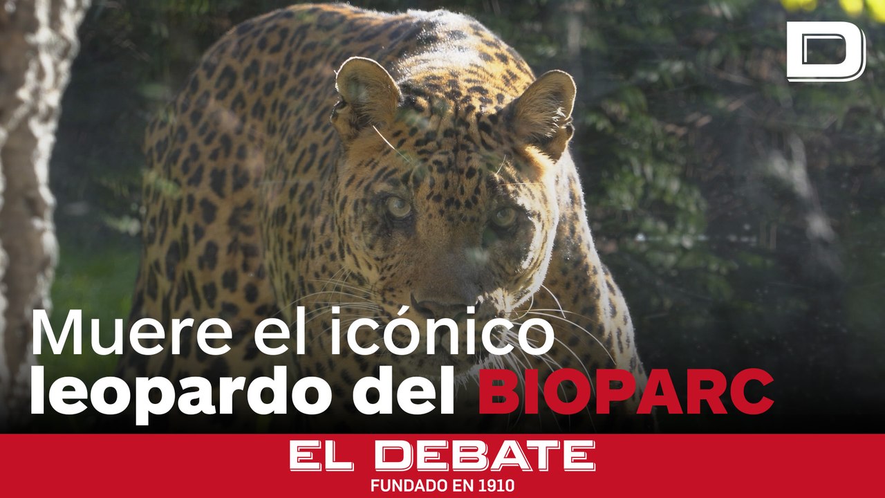 Bioparc Valencia llora la muerte de Negombo, su emblemático leopardo