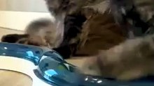 Like Children! :) #cat #catlovers #funnycats #mainecoon