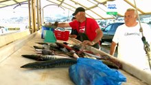 WWF Grecja: Przewodnik po spożyciu ryb – Co jemy i kiedy? Co dzieje się z gatunkami obcymi?