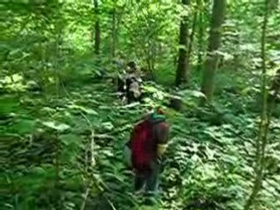 Haltinne 2005 - meute perdue