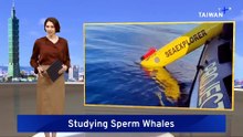 Robots to Study Sperm Whale Communication