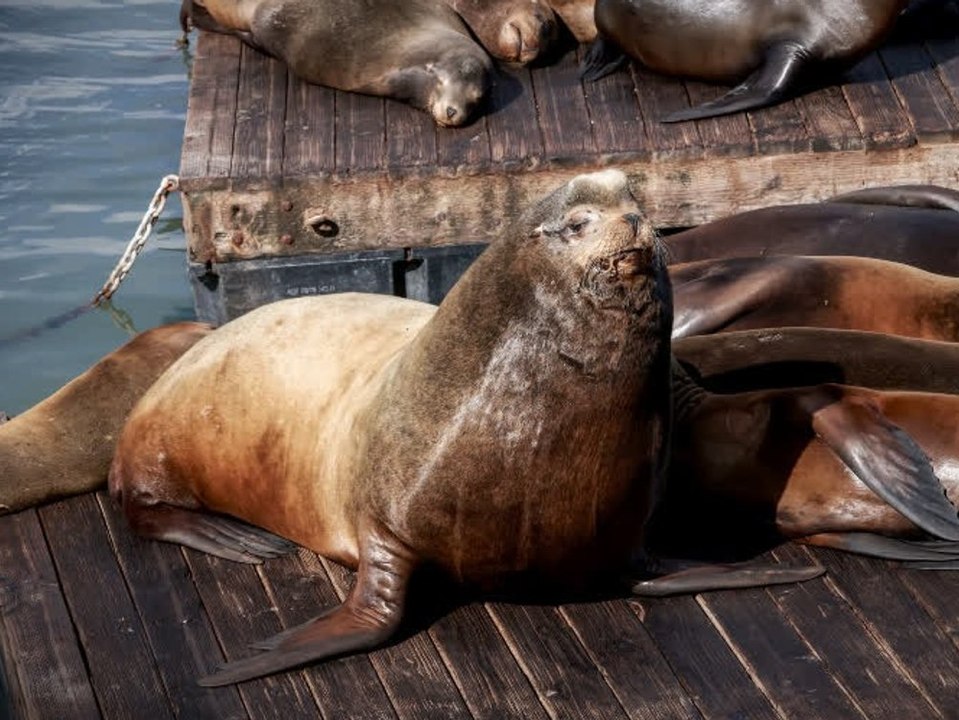 Riesiger Seelöwe 'Chonkers' sorgt in San Francisco für Aufsehen