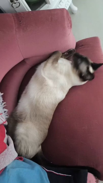 Venise loves to bite me 🧛🏼‍♂️🐱🐾#cat #catlover #catsofinstagram #cute