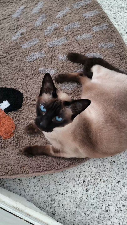 Venise is the cutest cat ever 😌🐱❤️#catlover #cat #cute #siamese