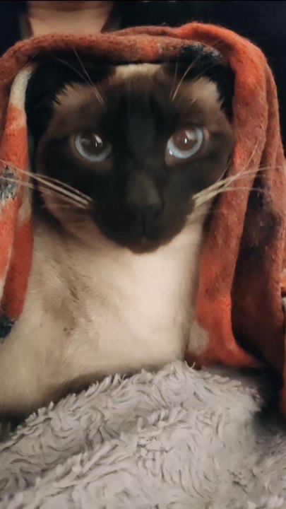 La Reine Venise sous toutes ses facettes 😻👑#queencat #cat #catlover #siamesecat #siamese