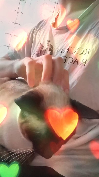 Venise est la plus belle des siamoises du monde 😻❤️#siamese #cat #live #cute #love