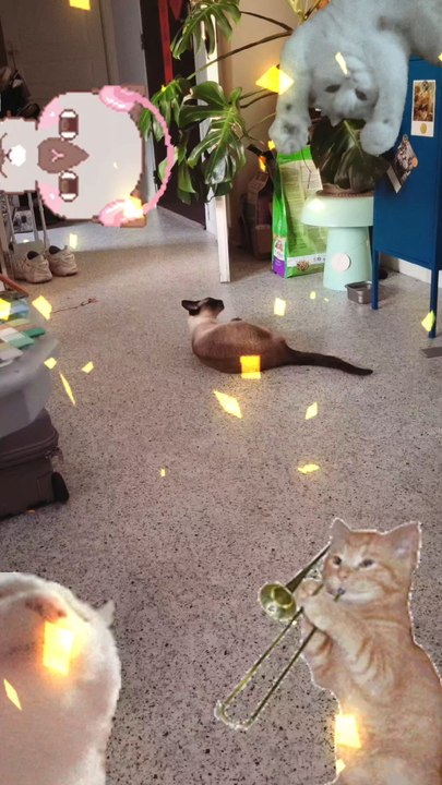 Venise adore jouer avec Hotwings 🦉🔥 (bon en vrai c'est Hedwige la chouette d'Harry Potter mais elle est devenue Hotwings avec le temps 😹)#catsofinstagram #catlife #hotwings #cat #catlovers