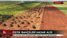 Gaziantep'te sel sonrası fıstık bahçelerindeki hasar dron ile görüntülendi