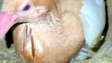 Pets Life #petslife #Viral #Funny #beauty