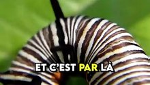 Les insectes respirent-ils