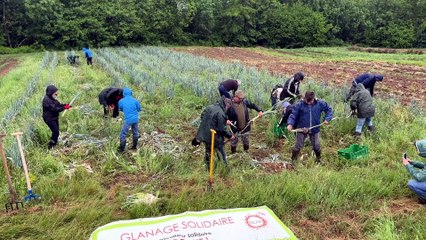 Agriculture et solidarit&eacute; : SOLAAL coordonne un glanage de poireaux &agrave; Maclas