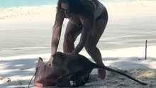 'That's insane!' - Savage monkey tries to steal from a tourist's purse