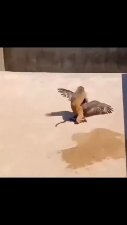 Monkey and Eagle