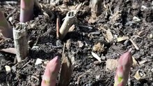 Espárragos tempranos: ¿cómo varía el crecimiento desde semilla y desde corona?