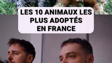 Les PLUS ADOPTES