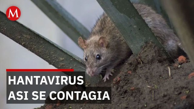 ¿Qué es el hantavirus y cómo se contagia?