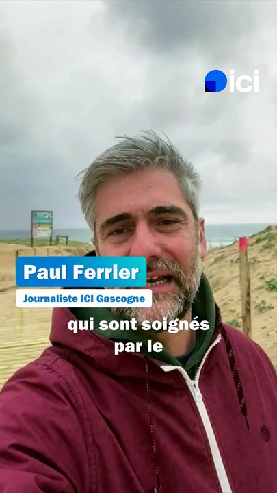 Quatre jeunes phoques relâchés dans les Landes