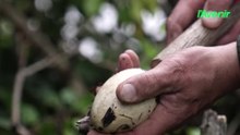 Pourquoi les agents DNF détruisent-ils des œufs de bernaches du Canada ?