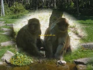 Montagne des singes