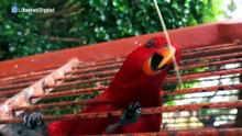 Así dispara el Gobierno el coste del control de especies protegidas con Tragsa