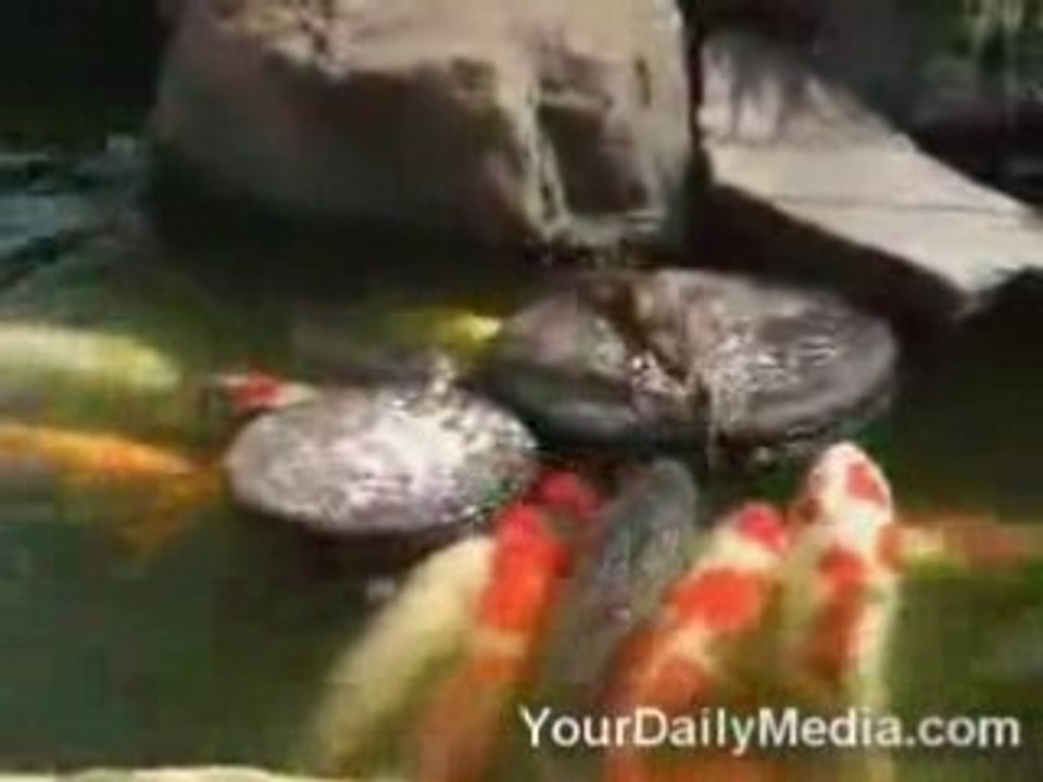 mdr un canard qui donne a mangé aux poissons