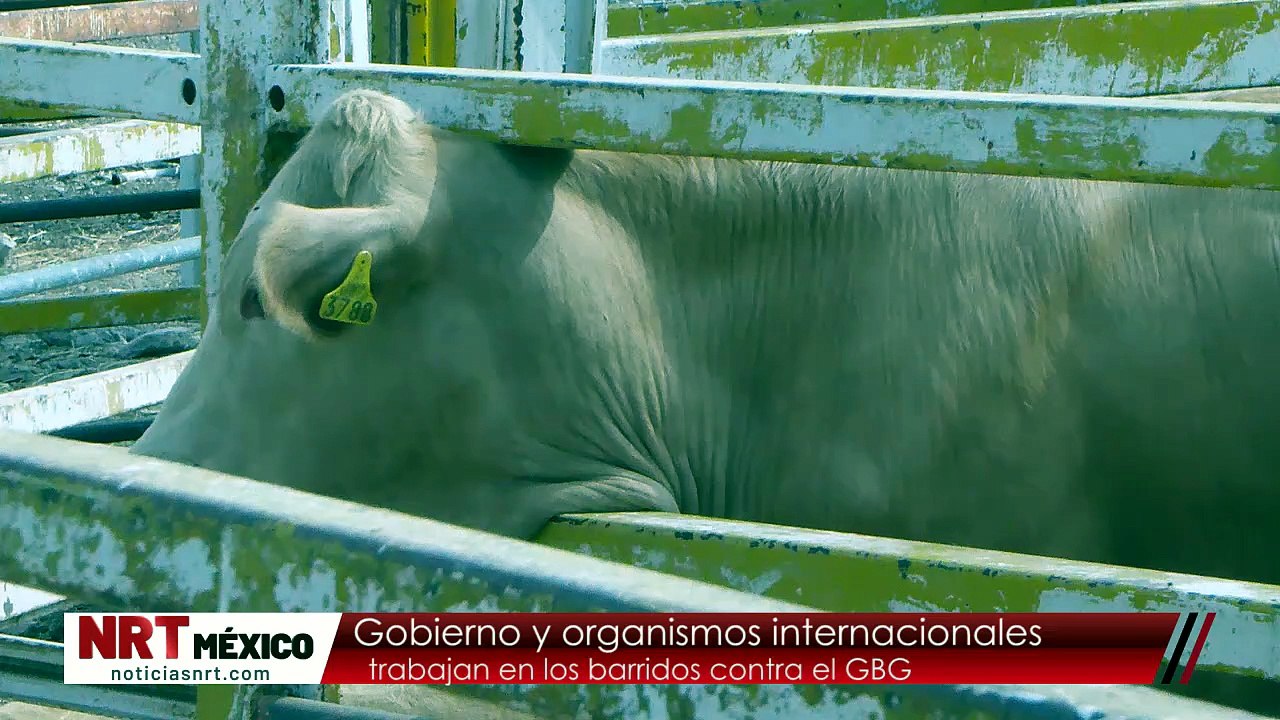 Avanza barrido contra el gusano barrenador en Castaños: Protegen a sector ganadero