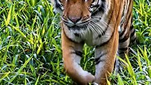 Gentle Giant: Tiger Walking Slowly | Peaceful Nature for Kids