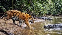 Amazing Animal Friends: Tiger Encounters Crocodile | Wild Nature for Kids