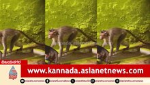 ಬೇಸಿಗೆ ತಾಪಕ್ಕೆ ಬೆಂದ ವಾನರ ದಂಡು; ದಾಹಕ್ಕೆ ಸಂಪ್‌ಗಳೇ ಇವರ ಆಸರೆ! | Monkeys Water Crisis Vijayanagara