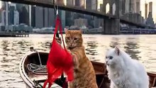 The Catch of The Day