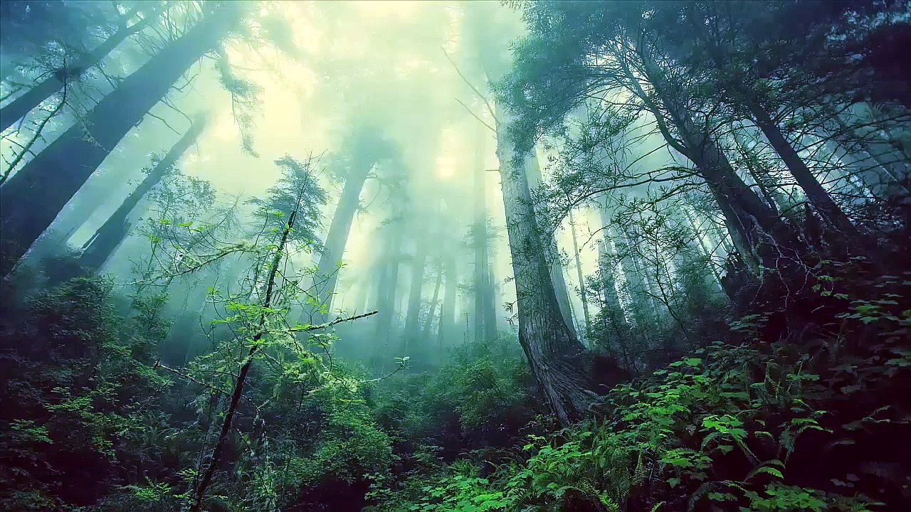 Sounds In The Forest